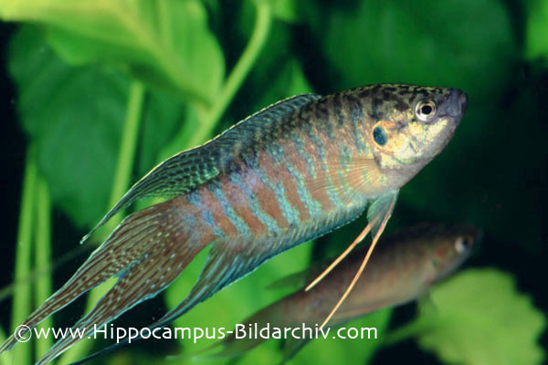 Male from the German aquarium trade; commercial strain.