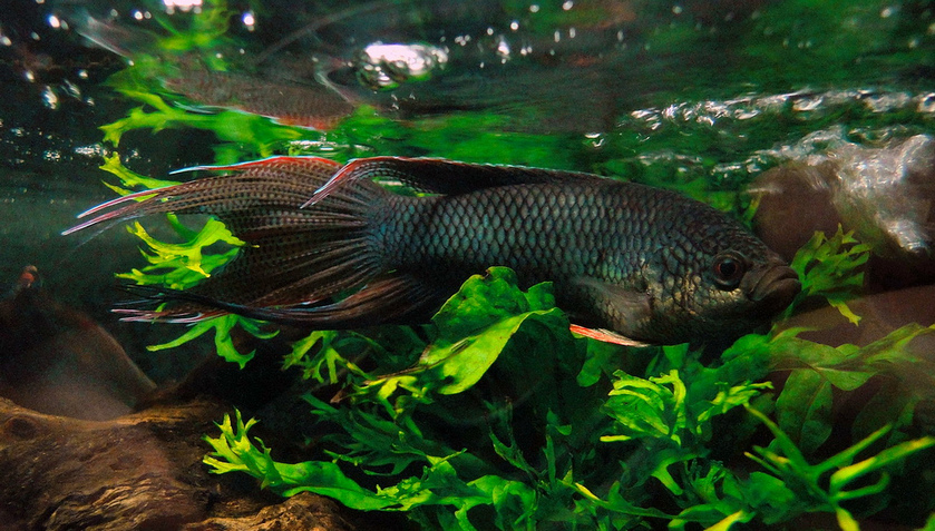 Adult male individual.