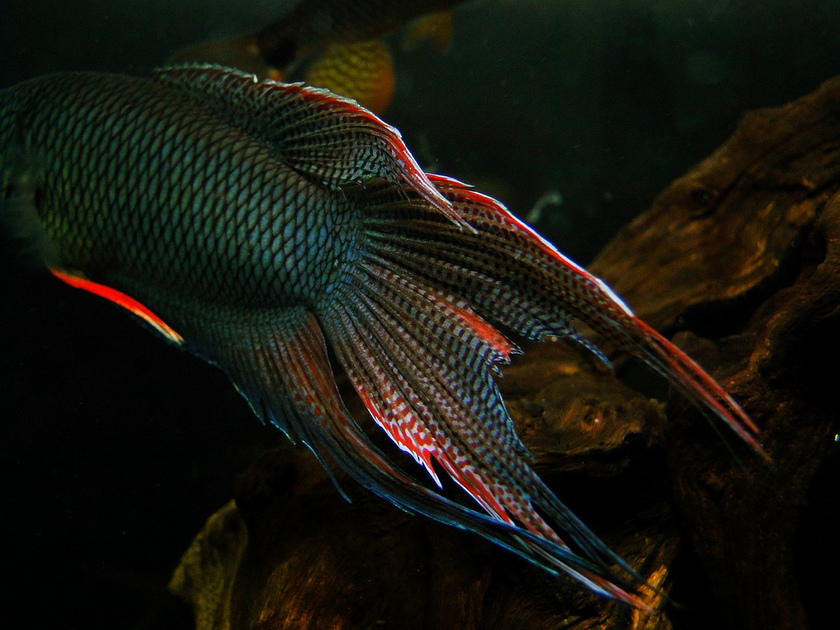 Detail of male caudal fin.