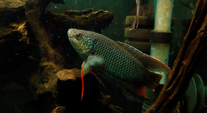 Adult male.
