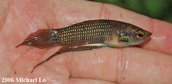 Adult male specimen.