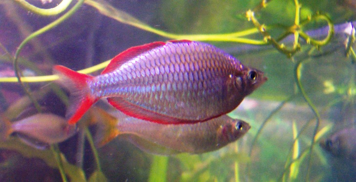 Melanotaenia praecox