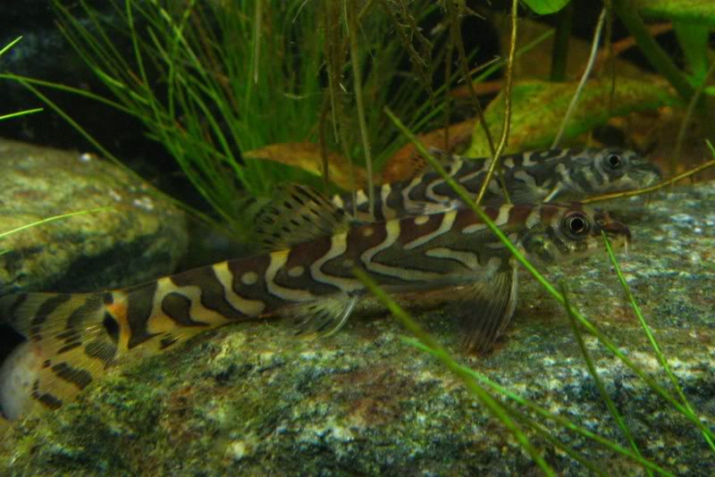 More subadults with body markings typically conjoined.
