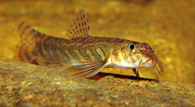 Older individual with body markings beginning to break up.
