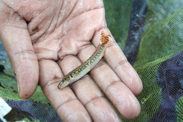 Specimen collected from the habitat in the previous image.