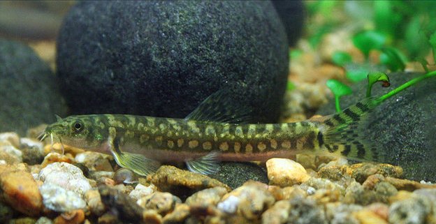 Typically-patterned specimen in the aquarium.
