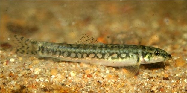 This species is similar in appearance to M. guentheri but can be told apart by a number of characters (see 'notes' below).