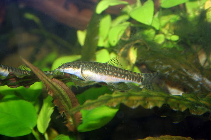 Probable female specimen in the aquarium.
