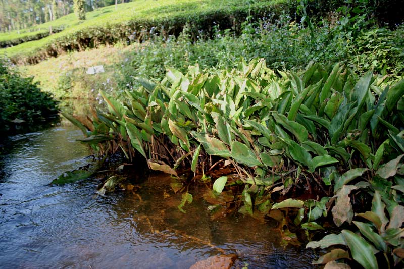 ...another view of the same habitat showing marginal vegetation.