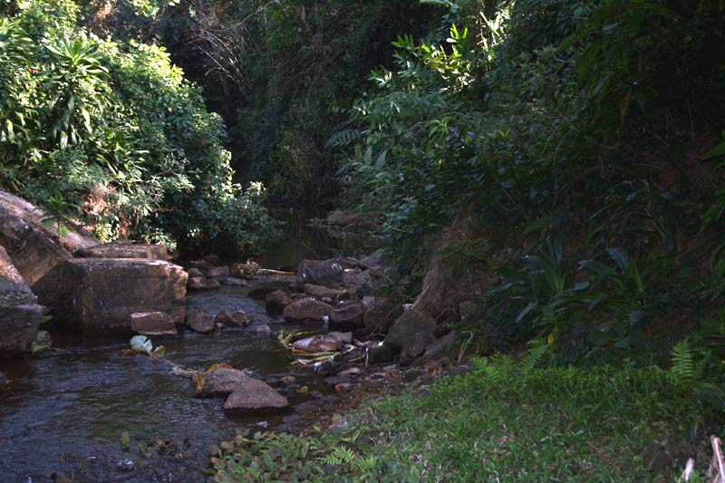 A different habitat in the vicinity of the type locality, Valparai municipality.