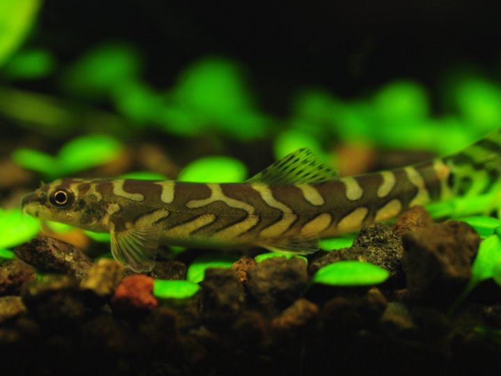Young adult specimen.