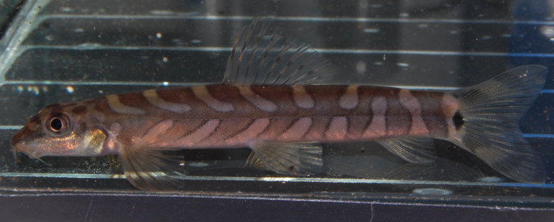Individual with very regular body patterning.