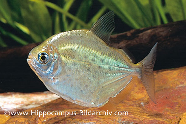 Metynnis lippincottianus