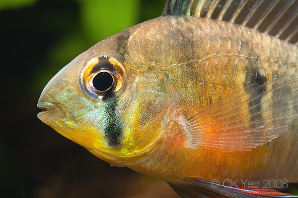 Detail of head and anterior portion of body.