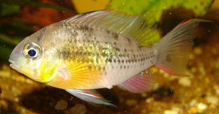 Adult female.