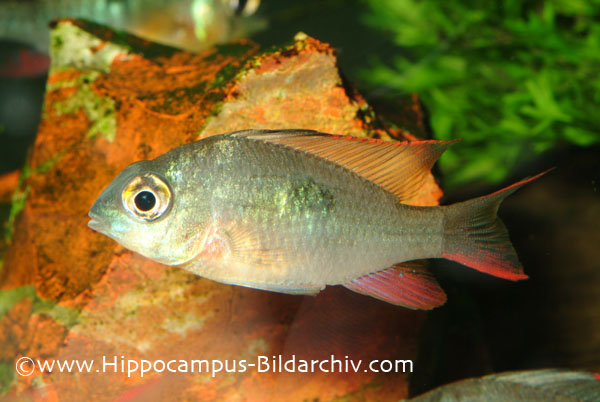 Subadult individual.