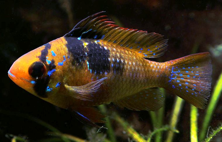 Adult female; commercial strain.