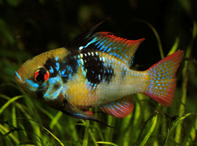 Adult male; commercial strain.
