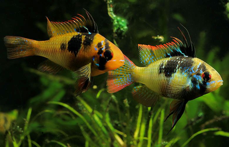 Adult pair; commercial strain. Female on left.