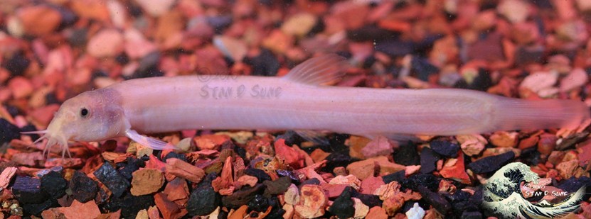 Leucistic ornamental strain.