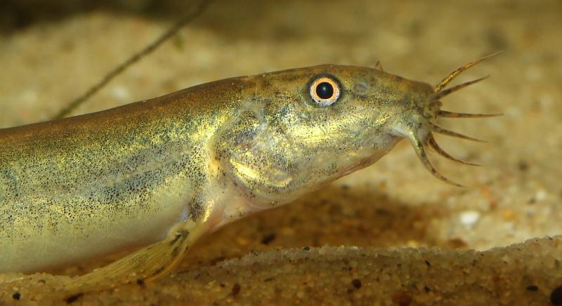 This is a male - note the thickened, elongated second pectoral-fin ray.