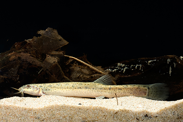 A typically-patterned subadult specimen.