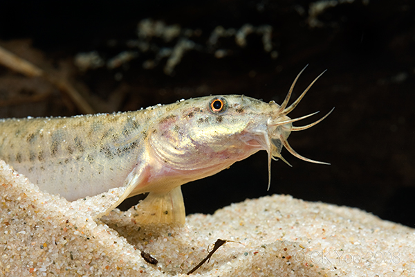 Head detail.