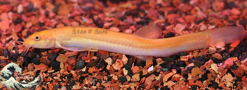 Xanthic 'golden' ornamental strain.