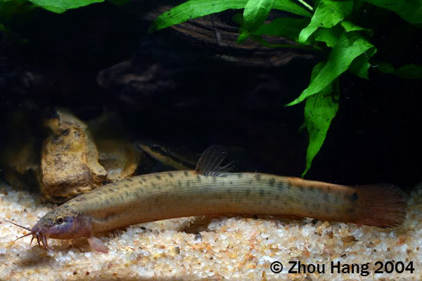 The natural form exhibits variable patterning depending on locality - this specimen is from southern China.