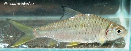 Specimen from the border region of Thailand and Myanmar.