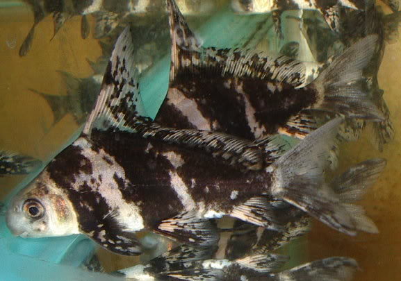 Slightly older juvenile.