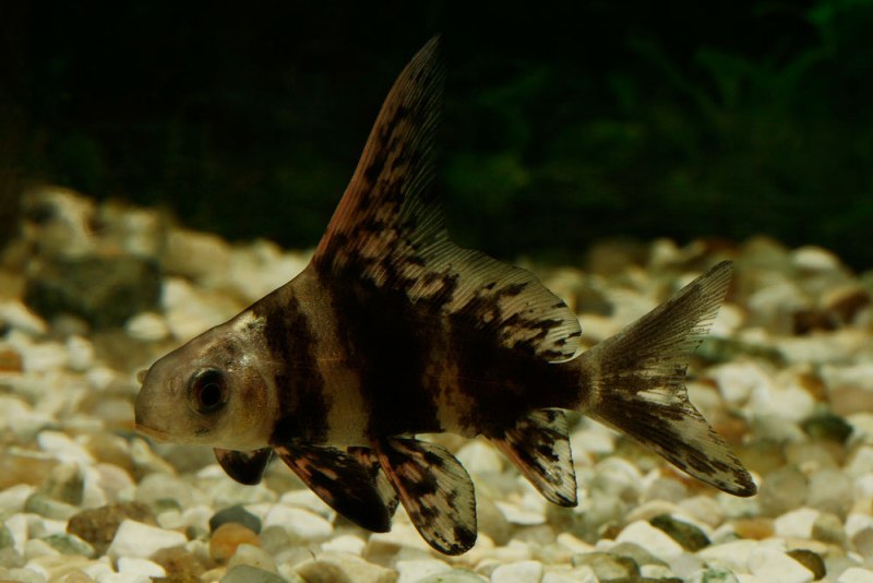 Another juvenile from the aquarium trade.
