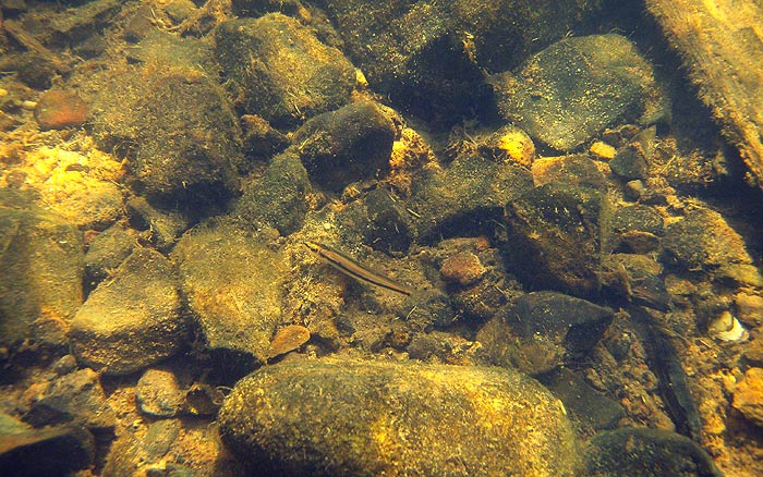 This image was taken in the upper Yom river basin, a tributary of the Chao Phraya...