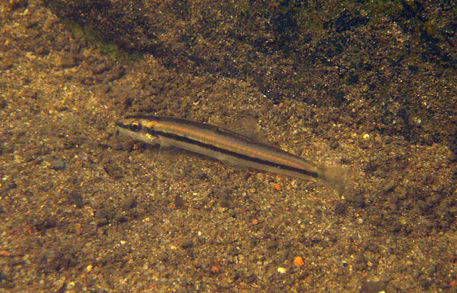 Another image of N. binotatus in its natural habitat.