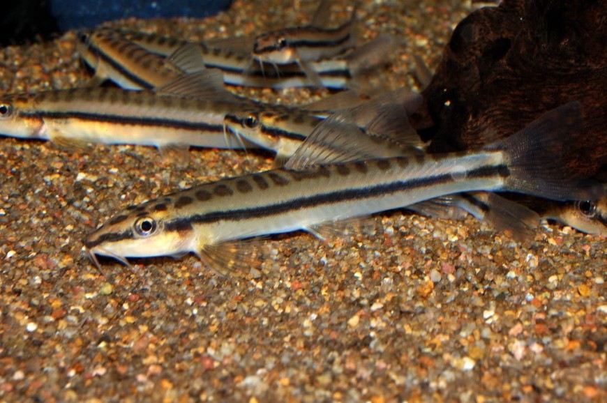 This species is rarely available in the trade.