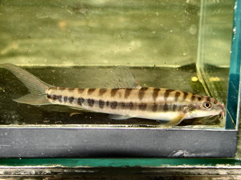 Adult male specimen; note the elongate upper caudal-fin lobe.
