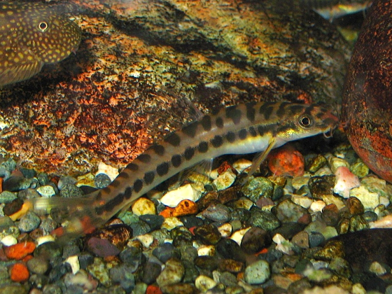 A defining character of this species is that the dark bars and saddles on the body are wider than the lighter-coloured interspaces.