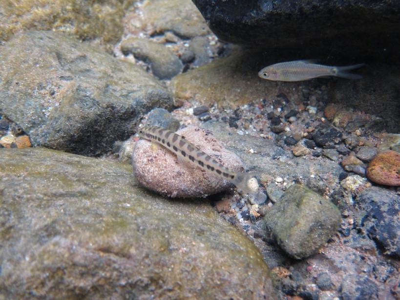 Specimen in its natural habitat, Chanthaburi Province, eastern Thailand, close to the border with Cambodia.