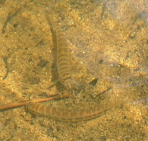 Wild specimens pictured in nature, upper Sarawak river basin, Borneo.