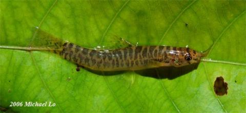 Specimen with broken body patterning collected from the Kumba river, Sarawak, Borneo.
