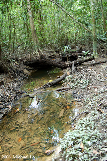 Another habitat of the species in the Batang Sadong river basin, Sarawak, Borneo.