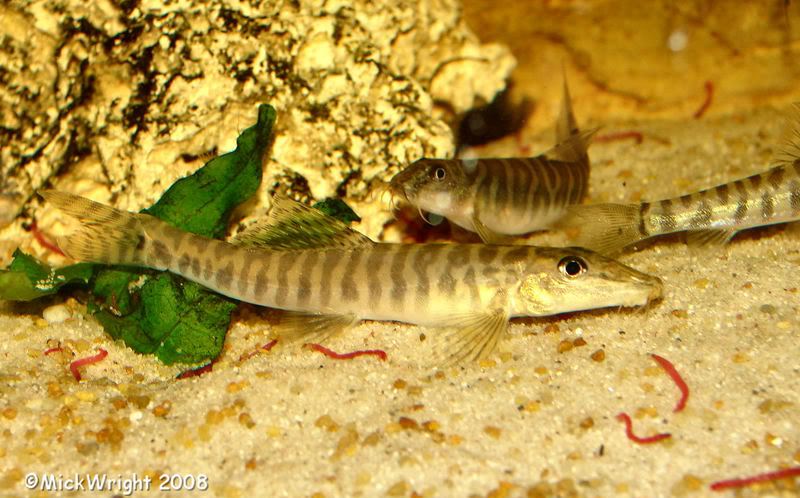This species is peaceful and cohabits well with other loaches.