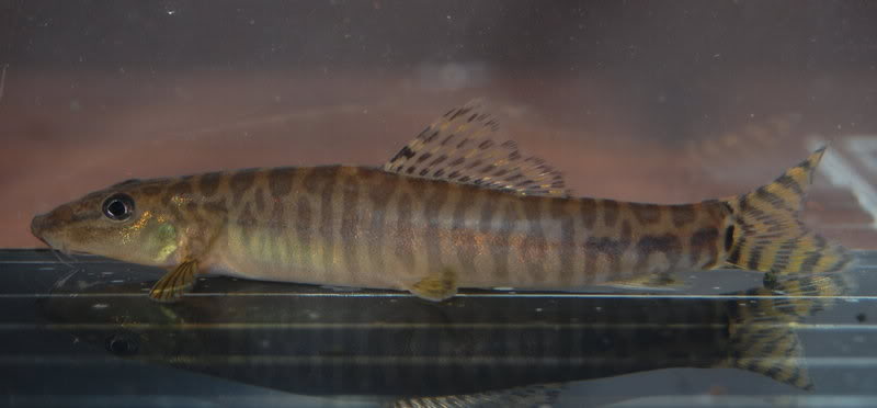 Another likely female.