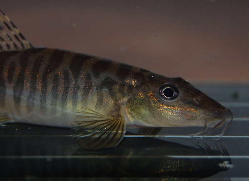 Detail of head and anterior portion of body.