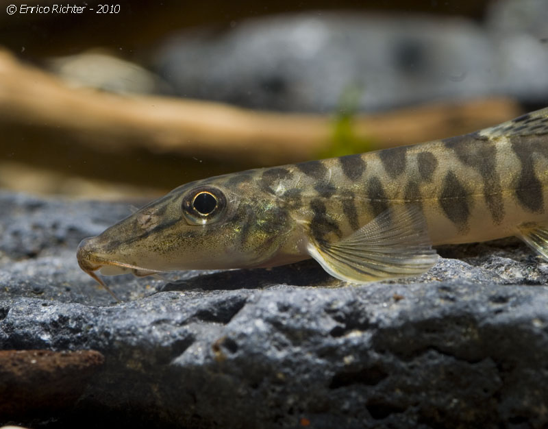 Head detail of subadult.