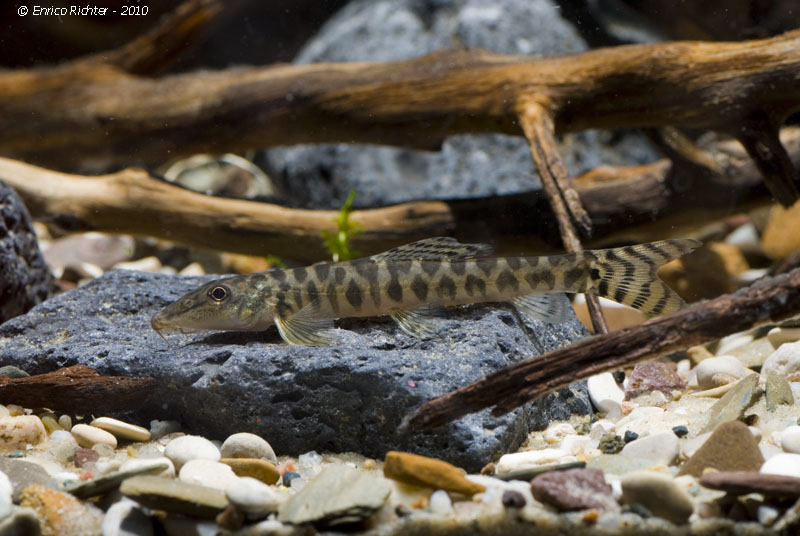 This subadult has still to develop full body patterning.