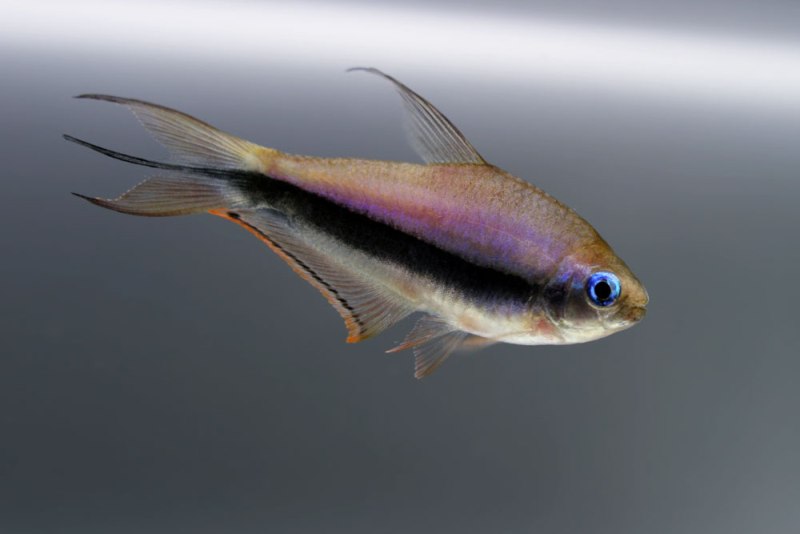 Nematobrycon palmeri male