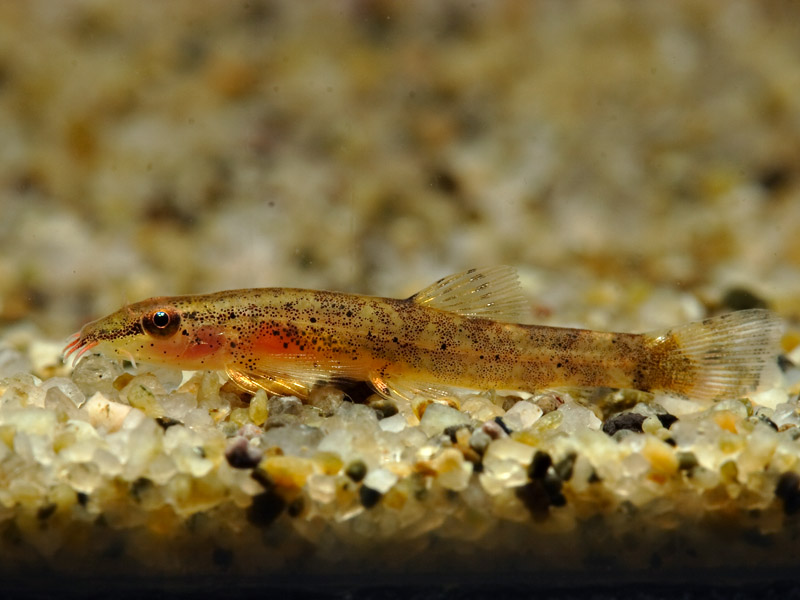Specimen collected from Perak state, northwestern Peninsular Malaysia.