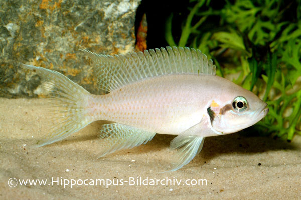 Neolamprologus brichardi