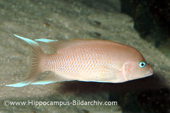 Neolamprologus marunguensis adult